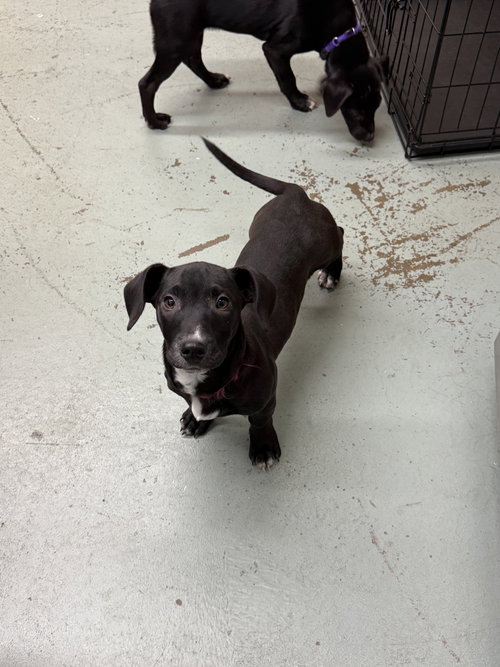 CLOVE-ADOPTION PENDING - Labrador Retriever / Dachshund available for adoption