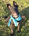 Puppy Rolo - Photo 1