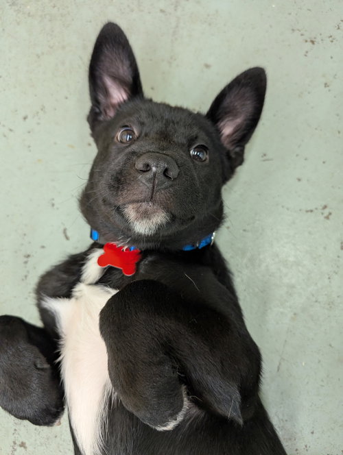 PUPPY ROLO - Shepherd available for adoption