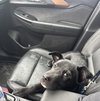 Puppy Rolo - Photo 3