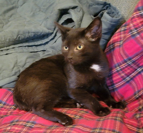 KITTEN FINN (PENDING) - Domestic Short Hair available for adoption