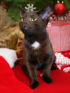 Kitten Finn (PENDING) - Photo 1