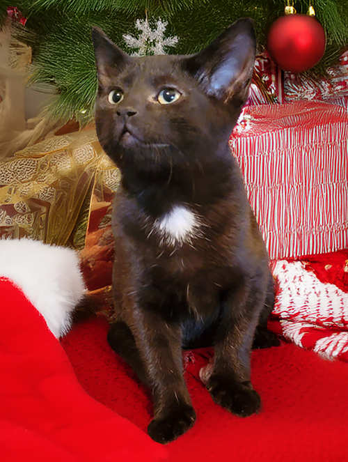 KITTEN FINN (PENDING) - Domestic Short Hair available for adoption
