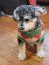 Coby - Photo 4