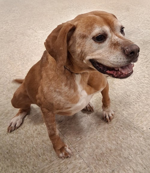 SOPHIE - Boxer / Labrador Retriever available for adoption