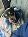 Bruno pending adoption - Photo 1