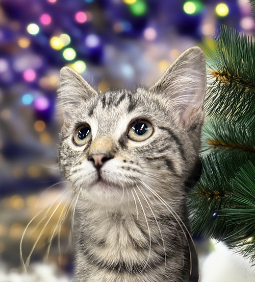 KITTEN CAFE' - Tabby / Domestic Short Hair available for adoption