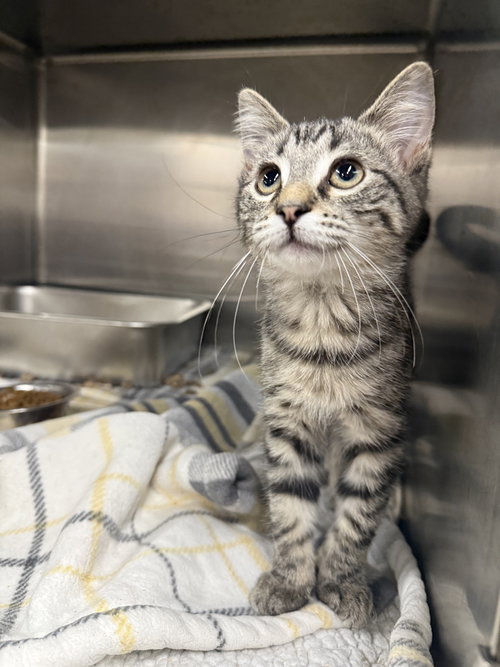 KITTEN CAFE' - Tabby / Domestic Short Hair available for adoption