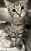 Kitten Cafe' - Photo 3