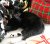 Kitten Static - Photo 1