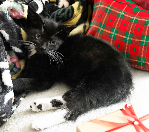 KITTEN STATIC - Domestic Short Hair available for adoption