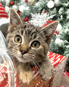 Kitten Hollow - Photo 1