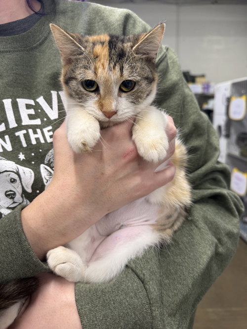 KITTEN SCAMPI - Domestic Short Hair available for adoption