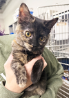 Kitten Nougat - Photo 1