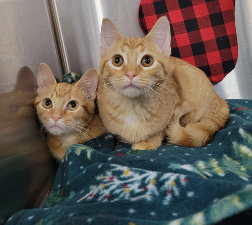 KITTENS DAVY AND DOUBLOON - Tabby / Domestic Short Hair available for adoption