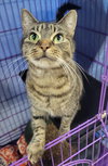 Chamber @ Medina PetSmart (adoption pending) - Photo 3