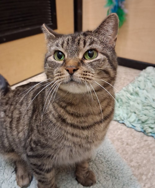 CHAMBER @ MEDINA PETSMART (ADOPTION PENDING) - Tabby / Domestic Short Hair available for adoption