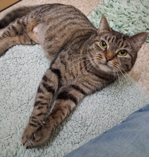 CHAMBER @ MEDINA PETSMART (ADOPTION PENDING) - Tabby / Domestic Short Hair available for adoption