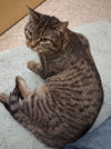 Chamber @ Medina PetSmart (adoption pending) - Photo 4