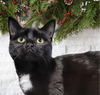 Kitten Rottie - Photo 1
