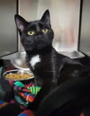 Kitten Rottie - Photo 2