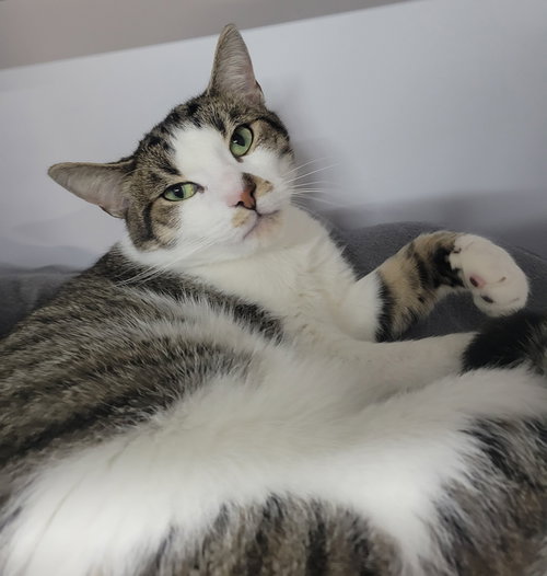 picture of the cat needing adoption
