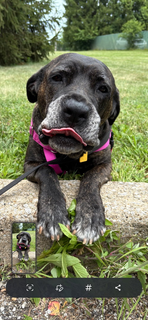 COURTESY POST: MEREDITH - Great Dane / Cane Corso Mastiff available for adoption