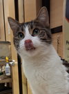 Quesadilla @ Medina PetSmart - Photo 3