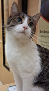 Quesadilla @ Medina PetSmart - Photo 2