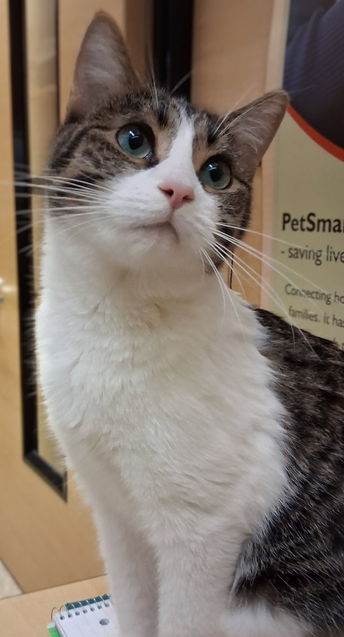 QUESADILLA @ MEDINA PETSMART - Domestic Short Hair / Tiger available for adoption