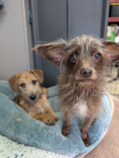 CECILE - Chinese Crested-Hairless / Terrier available for adoption