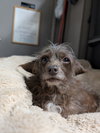 Cecile - Photo 2