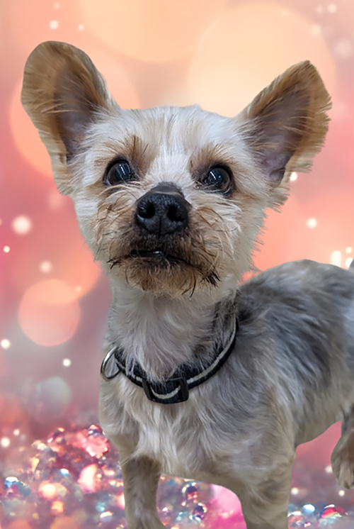 ARTHUR - ADOPTION PENDING - Yorkshire Terrier Yorkie available for adoption