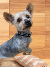 Arthur - Adoption Pending - Photo 2