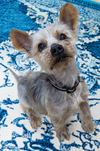Arthur - Adoption Pending - Photo 3