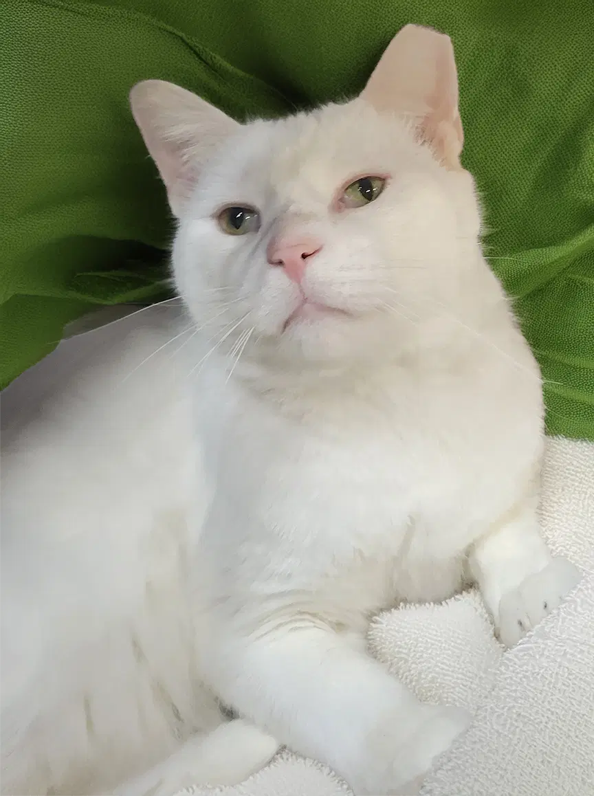 Mugshot - Domestic Short Hair