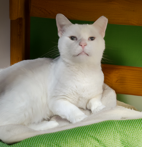 MUGSHOT - Domestic Short Hair available for adoption