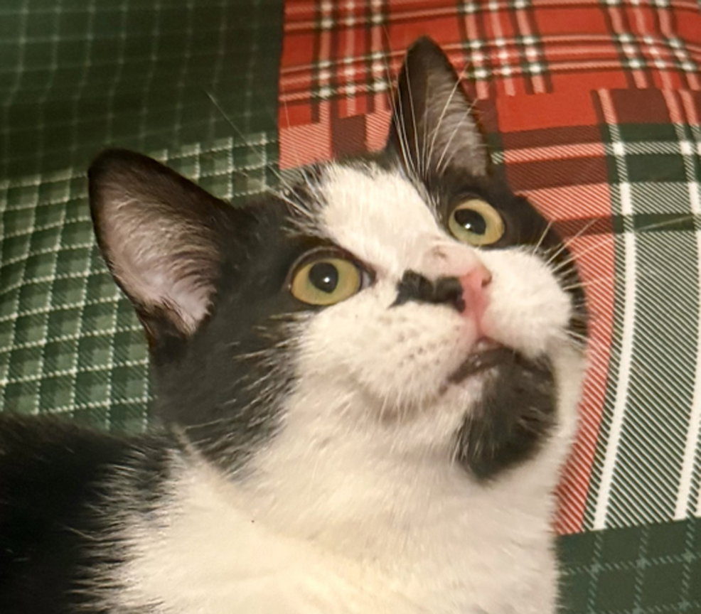 KItten Pepper Image