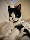 KItten Pepper - Photo 2
