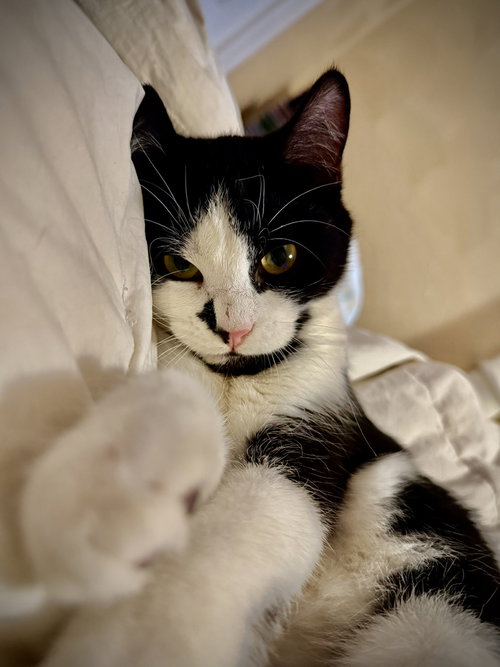 KITTEN PEPPER - Domestic Short Hair available for adoption