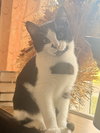 KItten Pepper - Photo 3