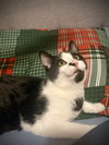 KItten Pepper - Photo 4