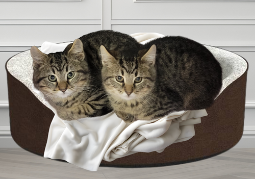 KITTENS ISSAC AND ICHABOD - Domestic Medium Hair available for adoption