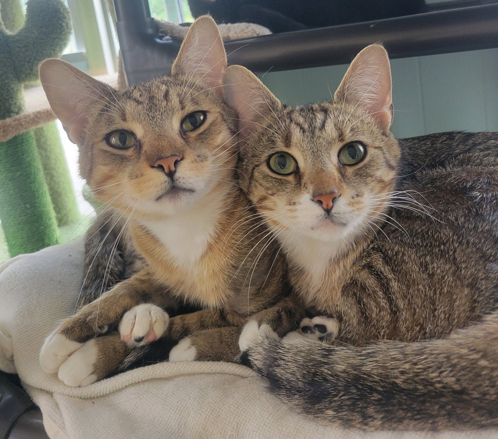 Glenneth and Raul *Bonded Pair*