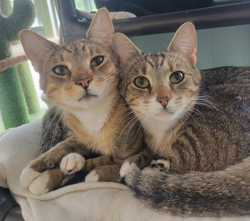 GLENNETH AND RAUL *BONDED PAIR* - Tabby / Domestic Short Hair available for adoption