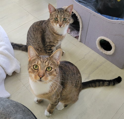 GLENNETH AND RAUL *BONDED PAIR* - Tabby / Domestic Short Hair available for adoption