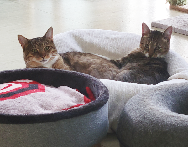 Glenneth and Raul *Bonded Pair*