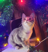 Kitten Soufflé - Photo 3