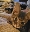Kitten Soufflé - Photo 1