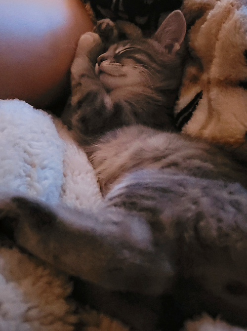 KITTEN SOUFFLÉ - Tabby / Domestic Short Hair available for adoption